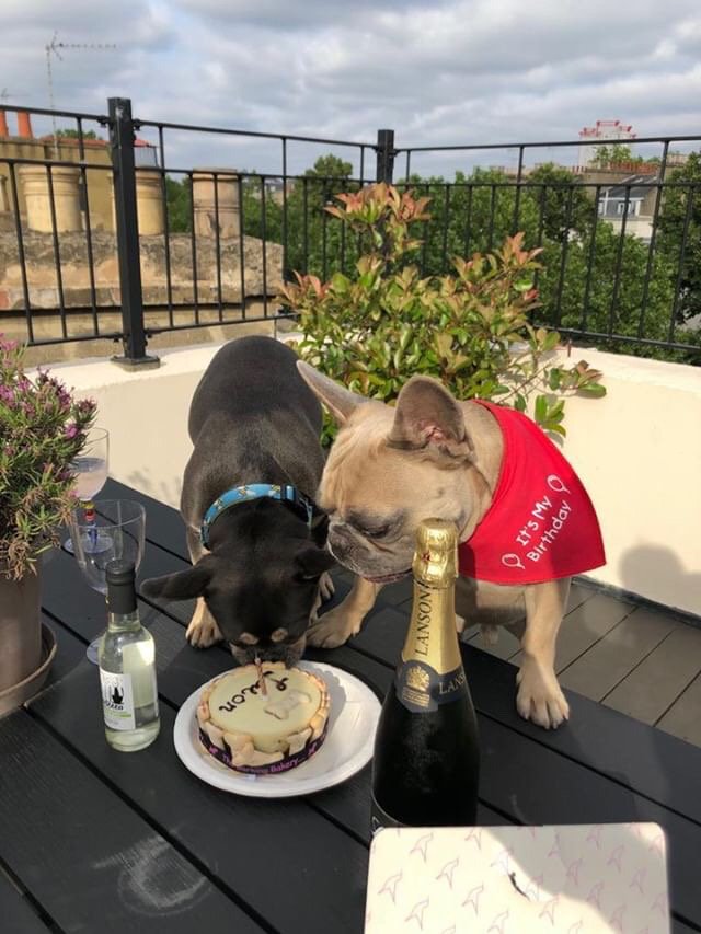 BarkingBakery_'s tweet photo. @leonthenaughtyfrenchie Everyone @thebarkingbakery hope Leon had a puptastic day! We love the photos!! #cakesfordogs #puppydogpals #dogbirthday #dogbakery #dogtreat #puppybirthday #pupcake #dogtreats #pamperedpooches #dogcakes #igdogs #puppylife #puppy #dogmodel #thebarkingbakery https://t.co/W47wDNvL2t