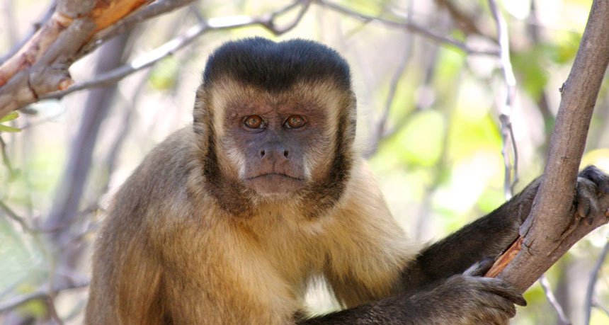 CaraSantaMaria's tweet photo. A Brazilian excavation indicates that capuchin monkeys have used stones as pounding tools for 3,000 years.
#Brazil #CapuchinMonkeys #Monkeytooluse #MonkeyEvolution #Hammertime
https://t.co/3NaKcLkHFk https://t.co/vijwsuC7Kf