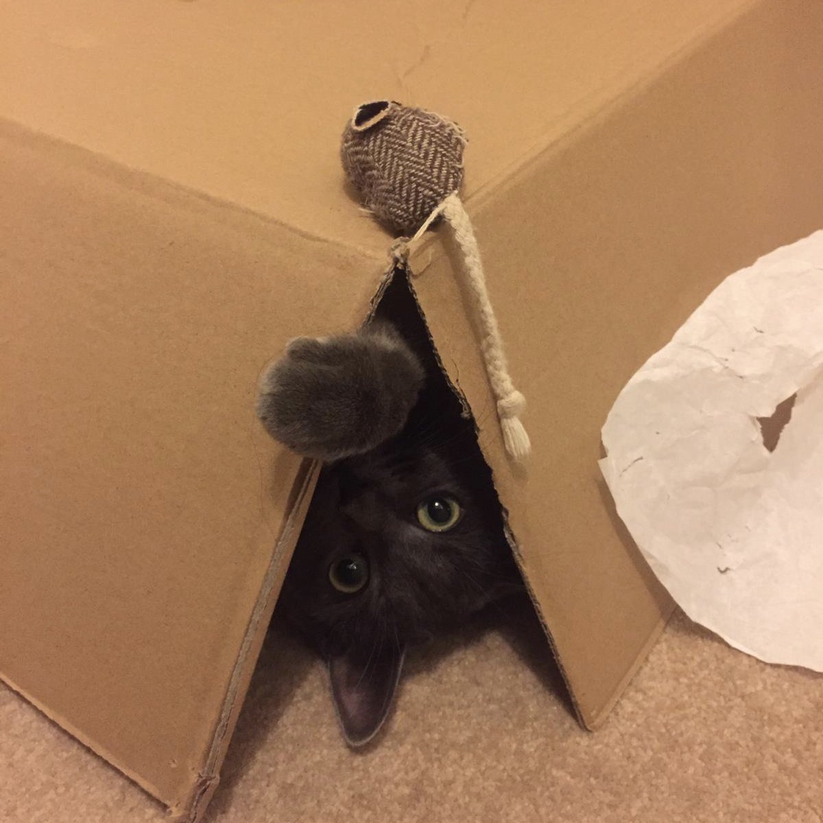 UK_VetForensics's tweet photo. Our #AnimalForensic Lead @CSL_CSI is looking forward to meeting @RSPCA_official today. She's armed with a gift of dog and cat food generously donated by her cat Floki (who's not ready to share her toys just yet, they’re being kept extremely safe!) https://t.co/xJIyZ4gdI1