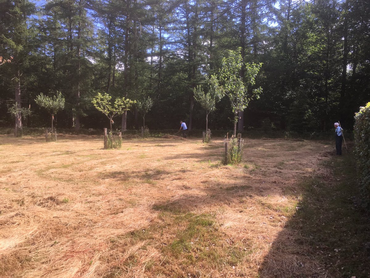 TuinbaasMaarten's tweet photo. #vrijwilligers lekker aan het werk op landgoed #Colckhof @Natuurmonument met het hooien van de boomgaard @SallandNieuws https://t.co/xVPlDCCoYz