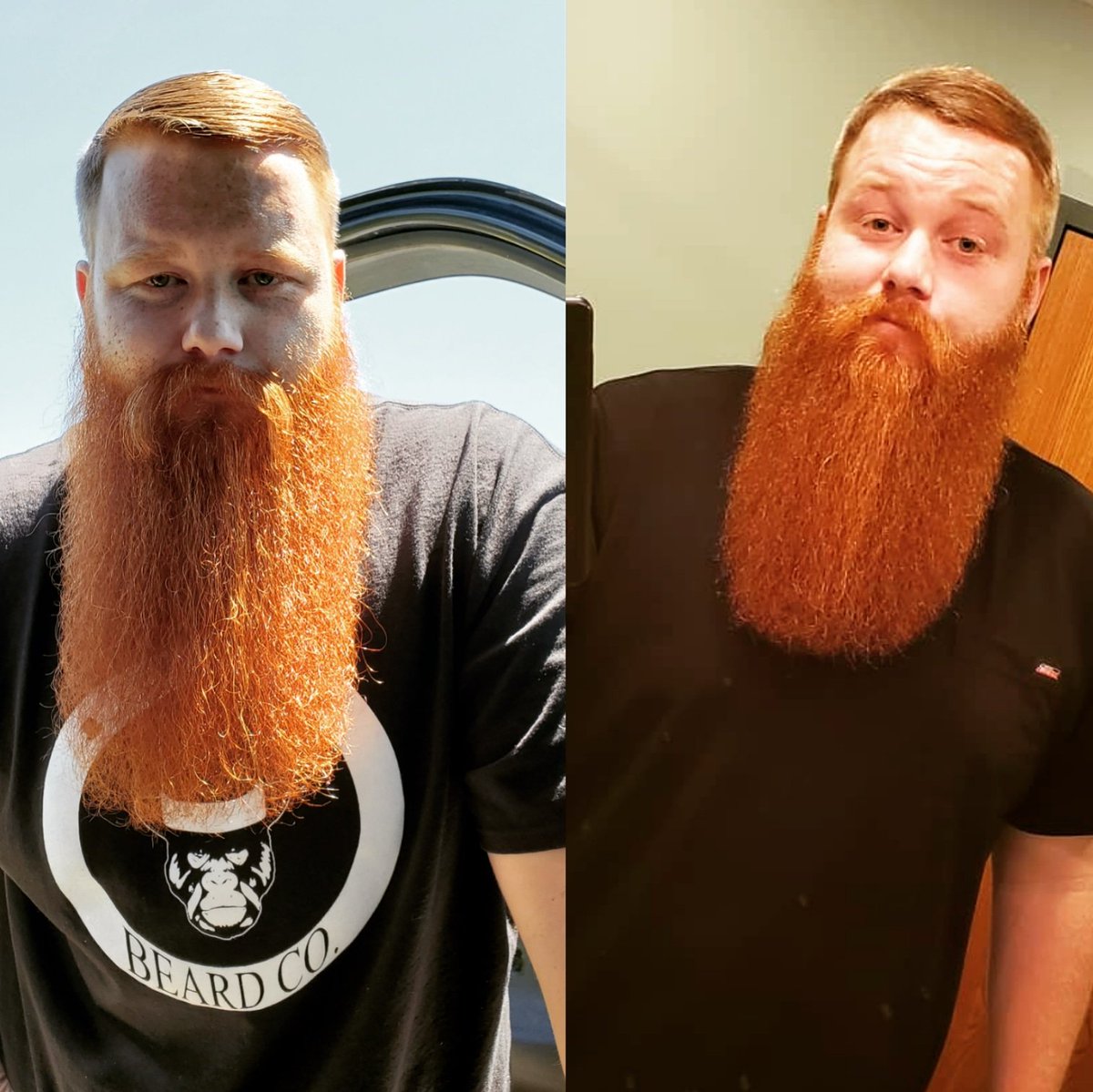 GodBeards's tweet photo. Been awhile Twitter! These 2 pics are 3 months apart! Beard is stronger than ever! 
#beard #beardlife #bossbeard #ohiobeard #ginger #instabeard #beardporn #beardiful #honestapebeardcompany #big #biggerisbetter #gobig https://t.co/wiueKl9dN8