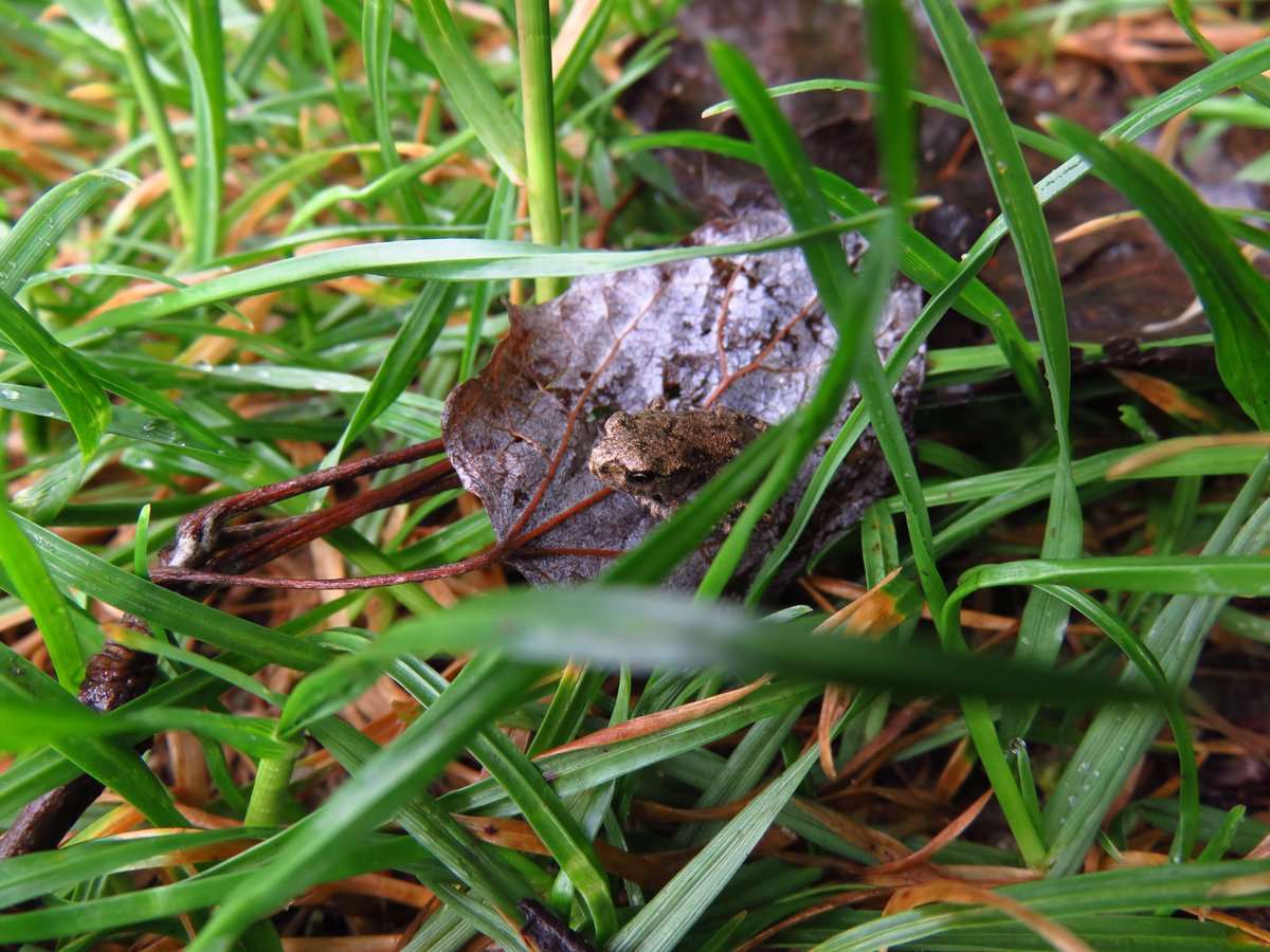BarbaraStock13's tweet photo. Tiny !
#toad #macrophotography #searchimage #BarbaraStockPhoto https://t.co/13sii42znn