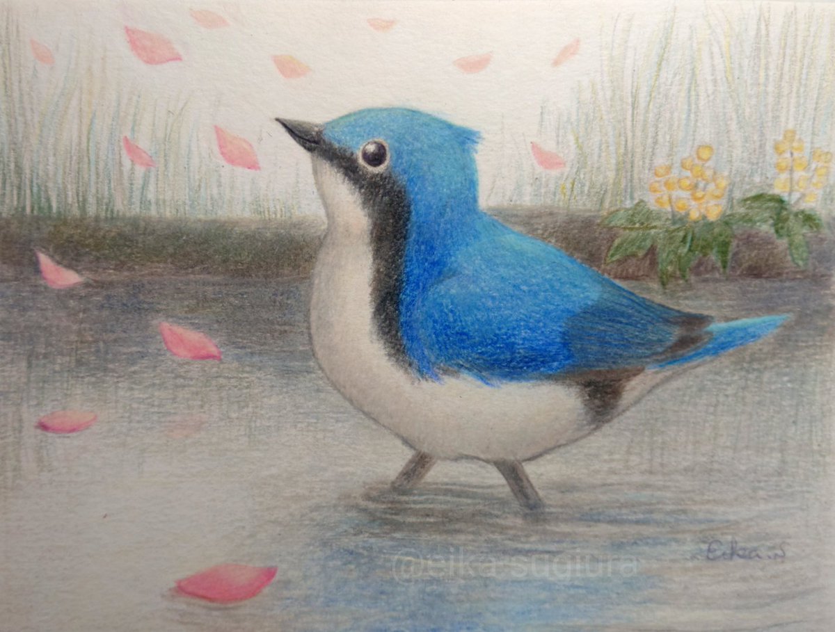 Eika Sugiura お友達の写真家さんの素敵な一枚より コルリ 小鳥 色鉛筆画 イラスト 幸せ 青い鳥 北海道 Bluebird Illustrationart Illustrator