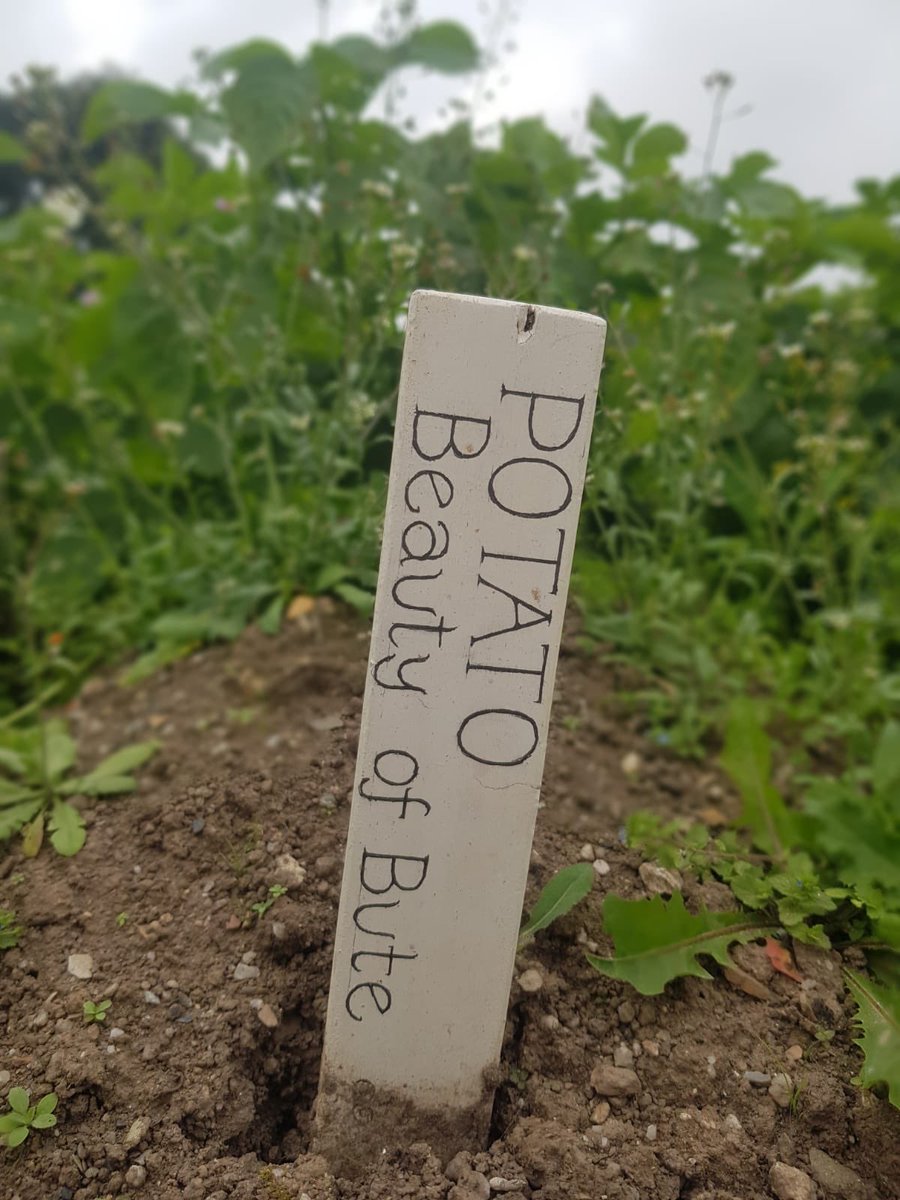 MS_gardens's tweet photo. Some pictures from @HeliganGardens 🌸 the story of how Heligan was brought back to life is told as you walk around the vast walks and gardens. https://t.co/FDiQgiTpcq