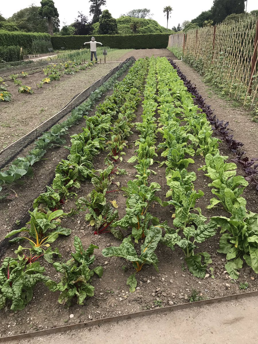 MS_gardens's tweet photo. Some pictures from @HeliganGardens 🌸 the story of how Heligan was brought back to life is told as you walk around the vast walks and gardens. https://t.co/FDiQgiTpcq