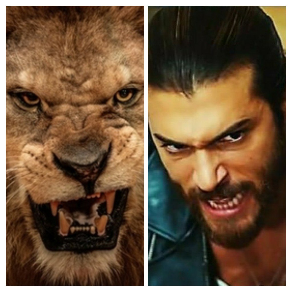 TCS_9's tweet photo. Hoy día de #ErkenciKuș.
Mi león 😍😍😍.
#CanYaman #CanEm #CanDivit #Can #StarTav #Bolum46 https://t.co/AMhTS2Daer