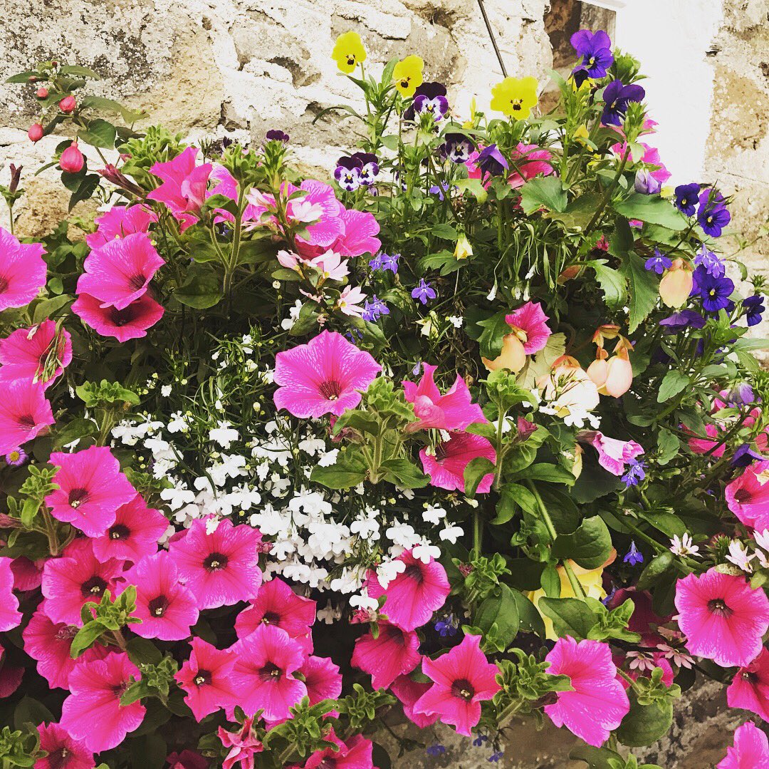Cornwall Tourism Office (@officecornwall) on Twitter photo Hanging basket envy 😍🌺 <a href="/stkewinn/">St Kew Inn</a> #lovecornwall#cornishpubs#cornwalltourismoffice#stkew#greenfingers Hanging basket envy 😍🌺 <a href="/stkewinn/">St Kew Inn</a> #lovecornwall#cornishpubs#cornwalltourismoffice#stkew#greenfingers