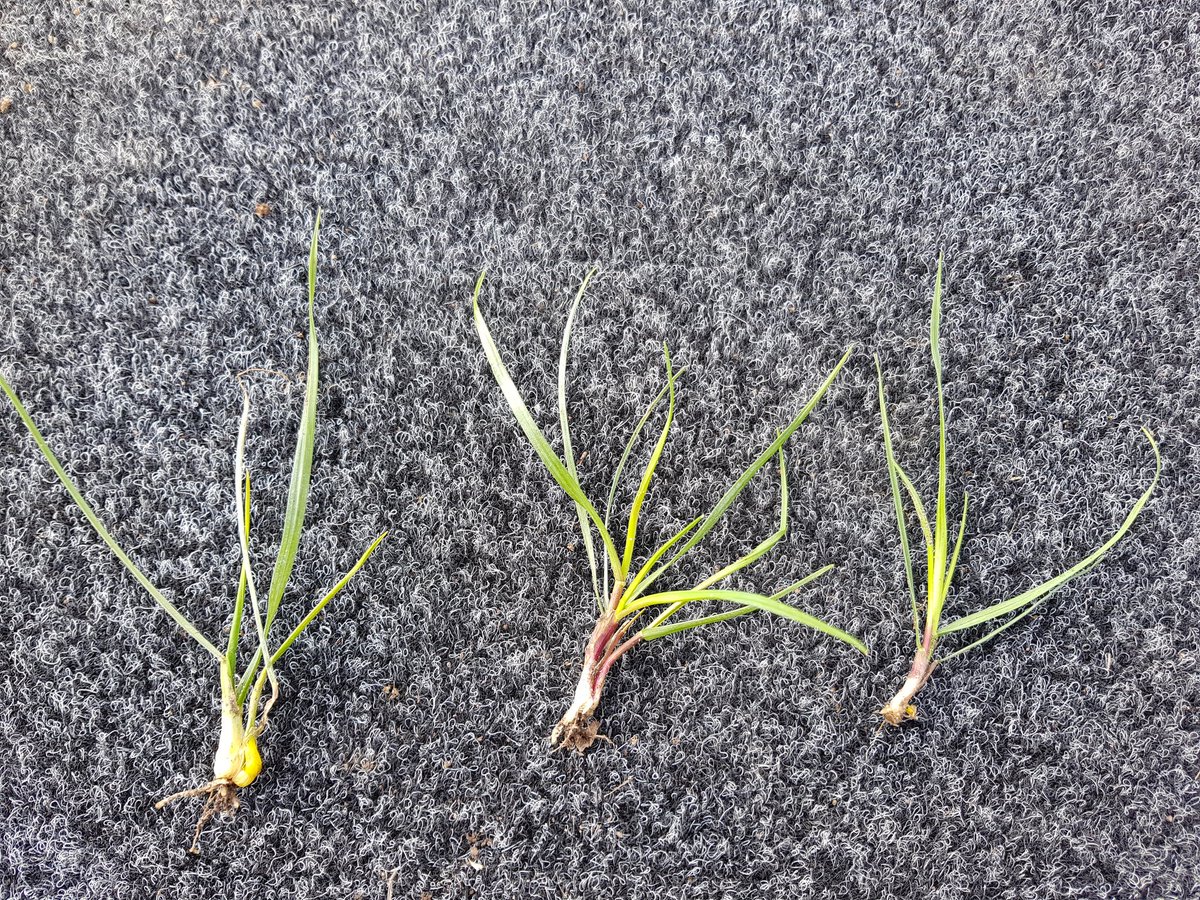 Initially a bit disappointed with the propyzamide activity given soil moisture but there's a bit happening beneath the surface. Left; ARG from within the row. Right from interrow.