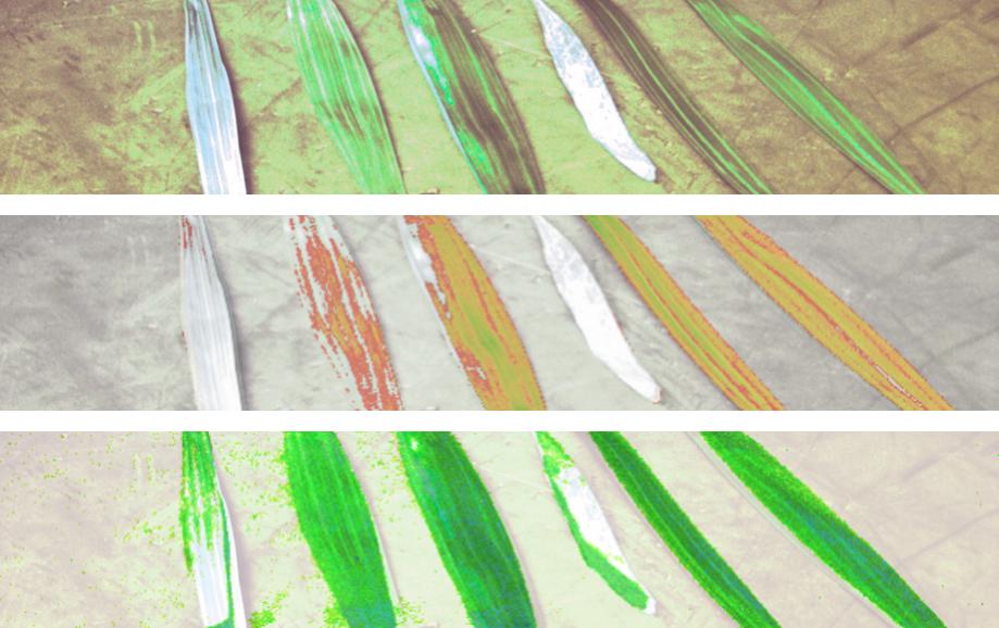 Do you want to learn more about the plant information revealed by our GreenspectIR camera? 

Read our new article here: polariks.com/en/news/2019/7…

#agritech #precisionagriculture #agtech