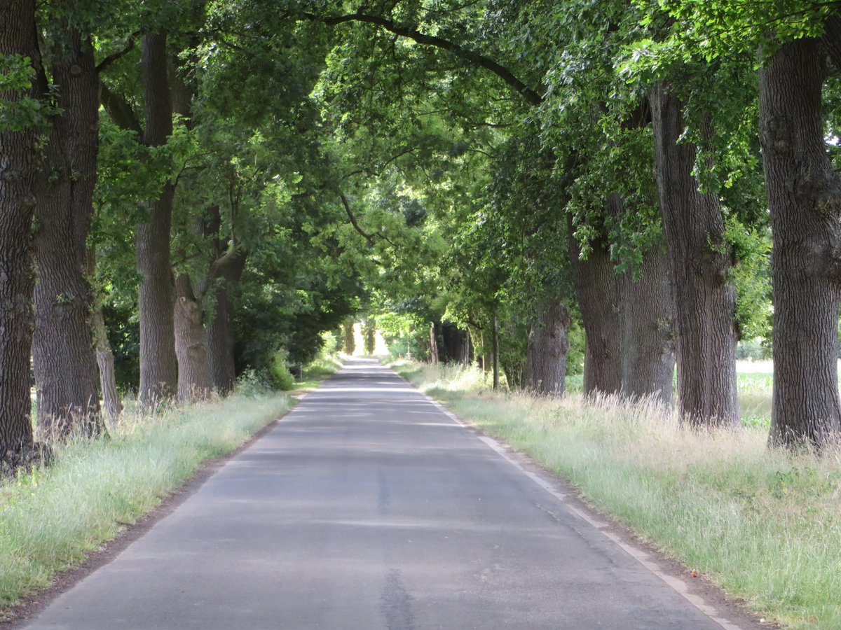 RaheAndreas's tweet photo. Kann eine Straße ein Naturdenkmal sein?
Ja!
Diese bestimmt! Die #UlenburgerAllee in #Löhne #OWL.
Sehenswert! https://t.co/QYSwt6KgMk
Auf 2700 Metern #Fledermäuse, #Waldohreule, #Waldkauz und #Trauerschnäpper, #Eichen, #Kastanien, #Linden, einzelne #Eschen und #Robinien. https://t.co/knZWAc2UQL