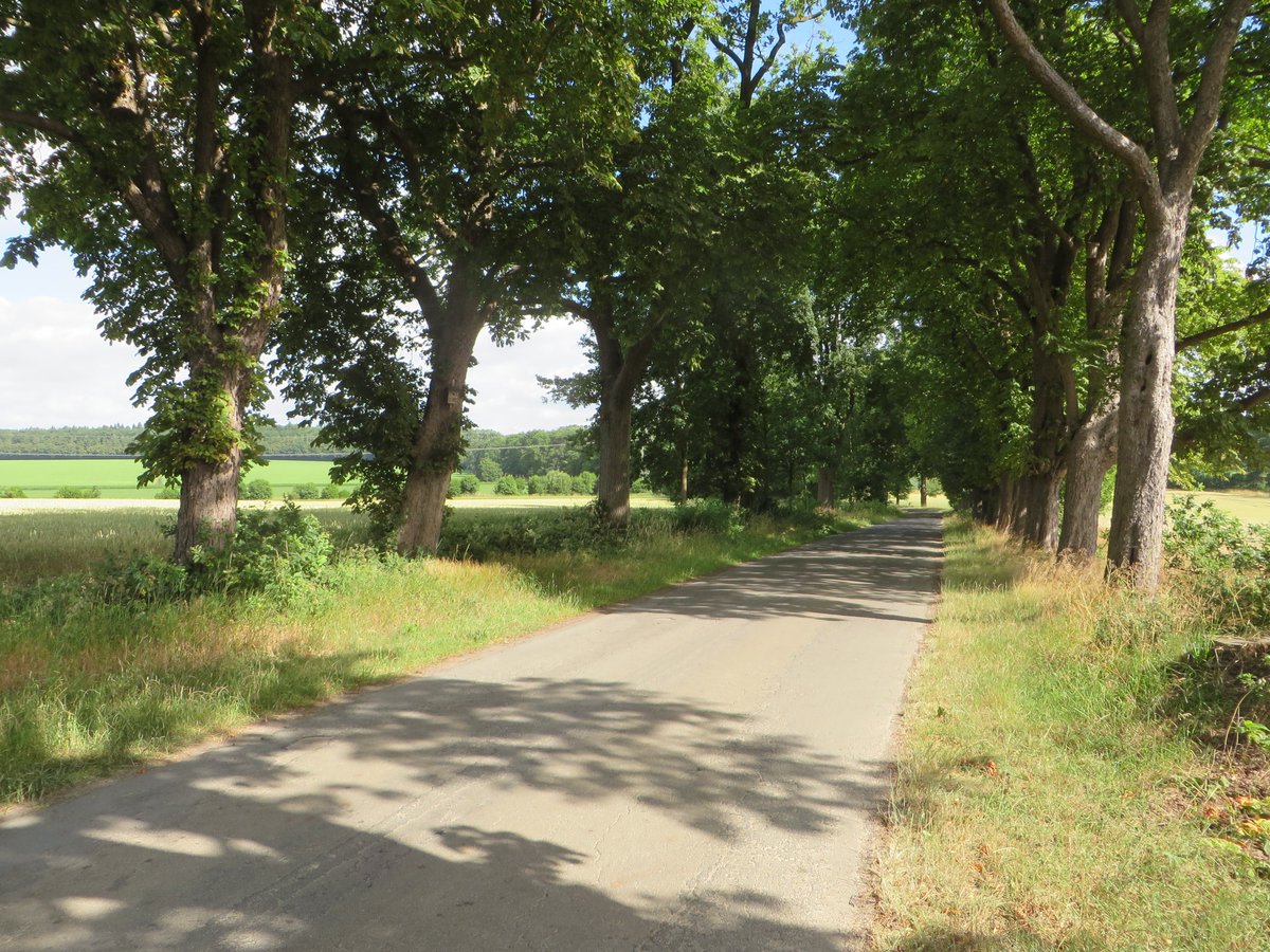 RaheAndreas's tweet photo. Kann eine Straße ein Naturdenkmal sein?
Ja!
Diese bestimmt! Die #UlenburgerAllee in #Löhne #OWL.
Sehenswert! https://t.co/QYSwt6KgMk
Auf 2700 Metern #Fledermäuse, #Waldohreule, #Waldkauz und #Trauerschnäpper, #Eichen, #Kastanien, #Linden, einzelne #Eschen und #Robinien. https://t.co/knZWAc2UQL