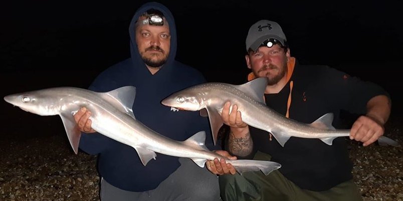 🦈🎣SUSSEX SMOOTHOUND SUMMER 🦈🎣 Local anglers have been enjoying a boom of SUMMER SMOOTHOUND FISHING from local #Eastbourne #Pevensey  beaches over recent weeks!! Lots more pics at bit.ly/306wKv6 #sussexfishing #seafishing #beachfishing #smoothound #shark !!