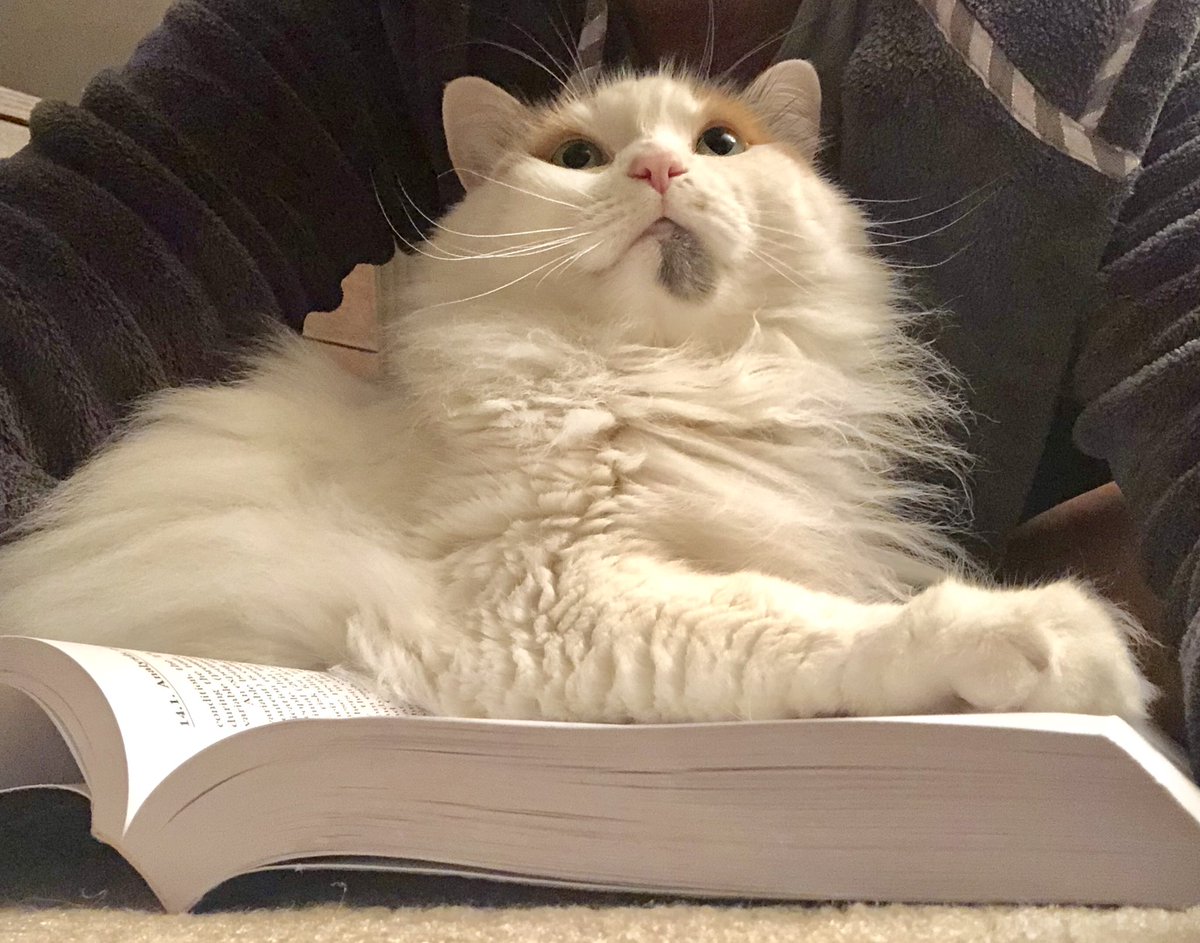LindseyReymore's tweet photo. My cat’s opinion re: reading about stats at 5am. #doesnotapprove #phdlife https://t.co/EmbimBNMTa