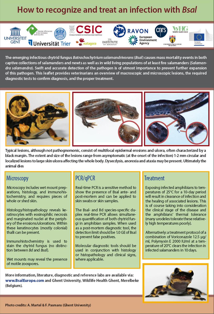 BsalEurope's tweet photo. New Bsal leaflet: How to recognize and treat an infection with #bsal @BsalEurope @RAVON https://t.co/8WNOyyMYyp