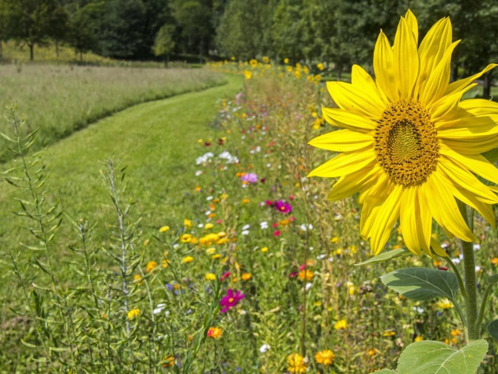 Attention toxique ! Bien identifier les plantes avant de les manger via <a href="/Sciences_Avenir/">Sciences et Avenir</a> 
buff.ly/2XgX9Vd