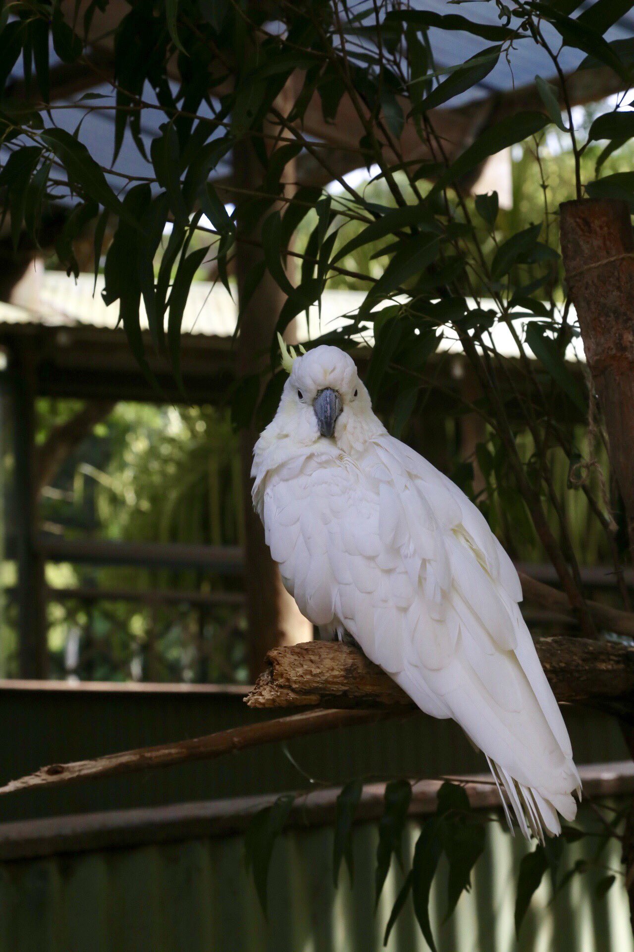 ロプロス 他には体長5mのワニとか 白いオウム キバタンとかワラビーとかカンガルーとか T Co 0mgziwf4kd Twitter