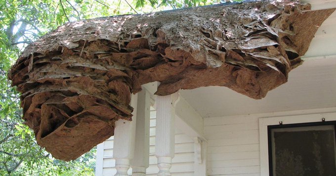 wasps in house in november