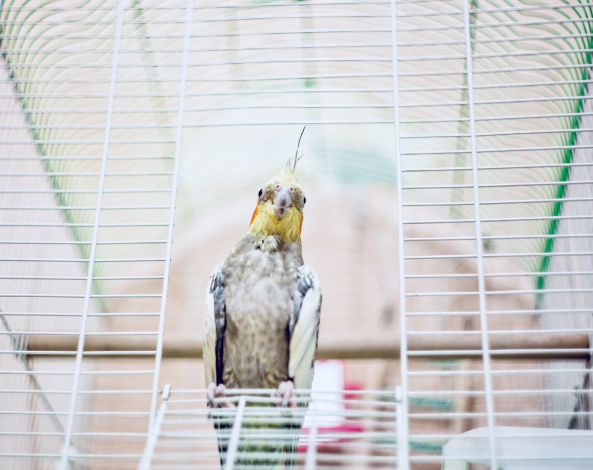 Cuidar el entorno de tu loro ayuda a que se encuentre en perfecto estado de salud. Por ello, es recomendable limpiar su jaula cada 3 ó 4 días para evitar que se acumule suciedad y los restos de comida.