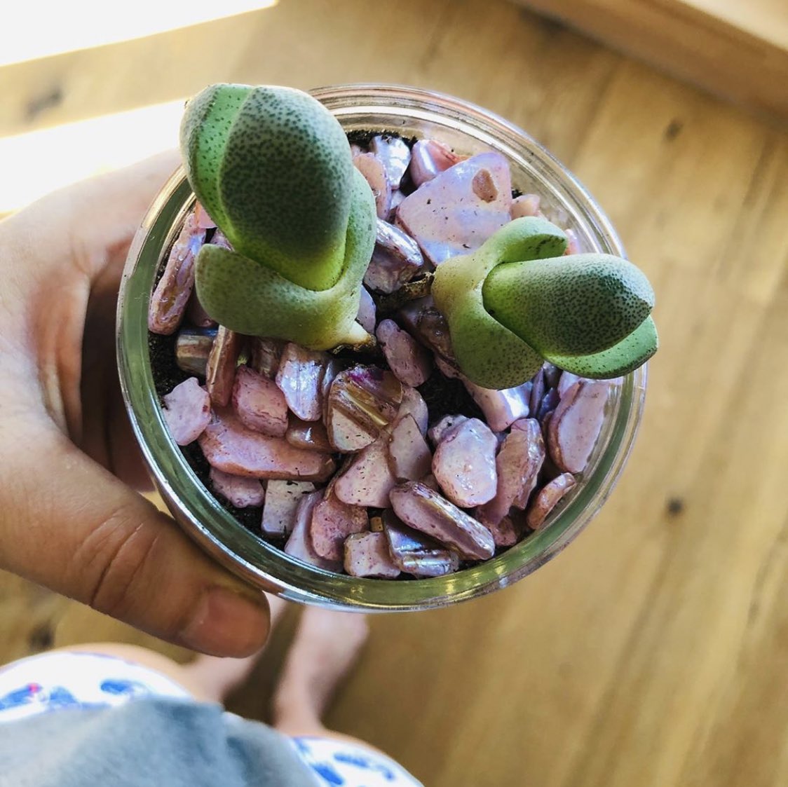 besonders entzückend finde ich gnubbelige dicke #sukkulenten 😍 instagram.com/p/BxNuTjwDl87/… #sukkulentenliebe #sukkulententausch #succulents #succulentaddict