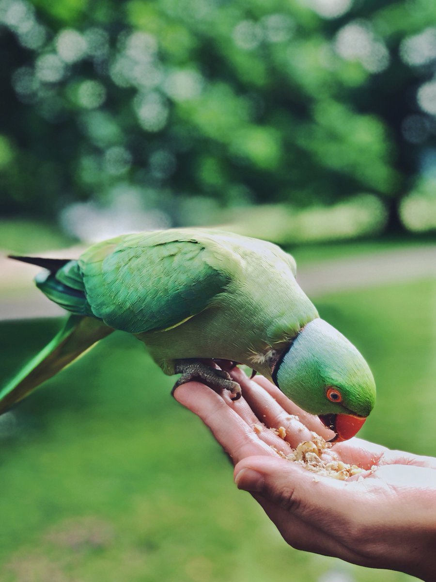¿Le estás dando semillas de calidad a tu loro? Puedes probar la calidad de las semillas haciendo germinar unas cuantas. Si el porcentaje de germinación supera el 80% se puede decir que están en un estado óptimo para el consumo.