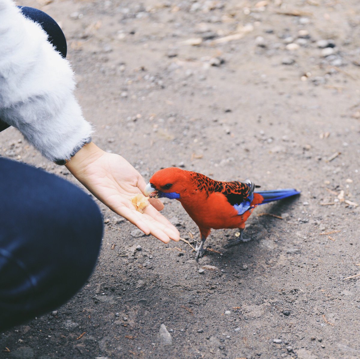 Una dieta equilibrada con el aporte de carotenoides presentes en frutas y verduras, ayuda a una mejor tonalidad del plumaje; dietas pobres en aminoácidos esenciales como la Lisina y en vitaminas pueden disminuir la tonalidad del plumaje haciendo las plumas frágiles y sin brillo.