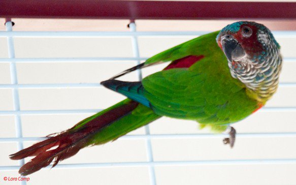 Explora nuestros ejemplares de  Pyrrhura Emma Emma o Conuro Emma de Orejas Blancas. Un ave procedente de Venezuela en su mayoría de color verde, con toques en el plumaje de rojo, marrón, amarillo y gris. Puedes ver todos los detalles en: bit.ly/2JkK5sC