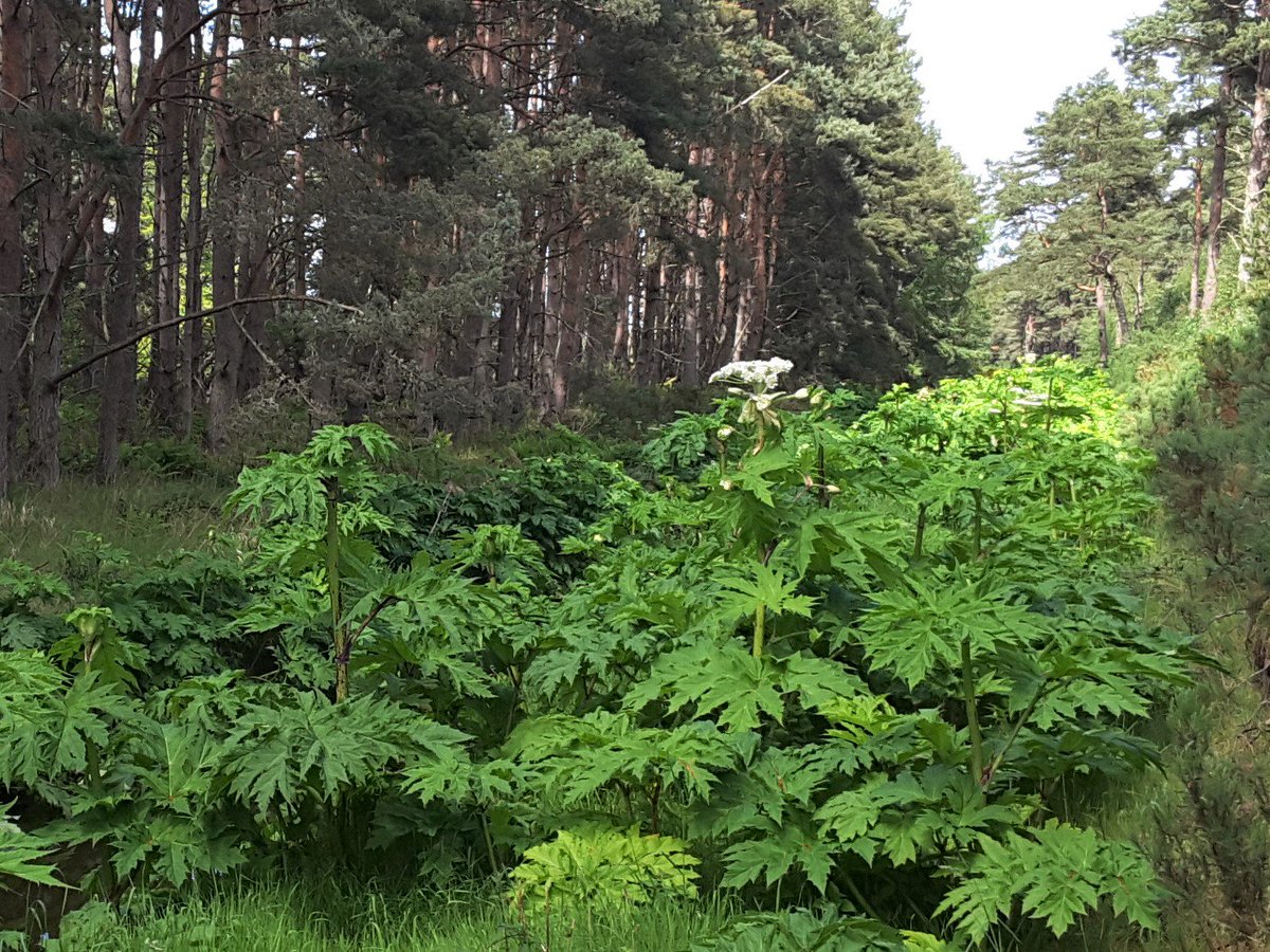 #DYK - #GiantHogweed only flowers after it is mature (2-3 yrs old) &amp; only when it has sufficient energy reserves.  It may just exist as a rosette of leaves for 3-5 years before flowering. After flowering it releases 30-50,000 seeds and then dies. 
#InvasiveSpecies #InvasivePlants
