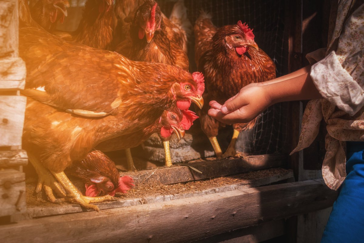thepoultrysite's tweet photo. Be prepared to prevent heat stress in layers #poultry #heatstress
https://t.co/ZEtuWSxN3y https://t.co/rhT7jzJqil