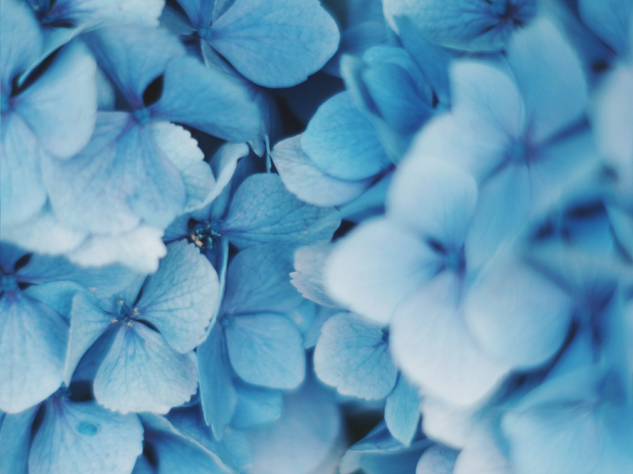 久莉 Kuri 青い紫陽花 T Co Hqsvgz30fr Twitter