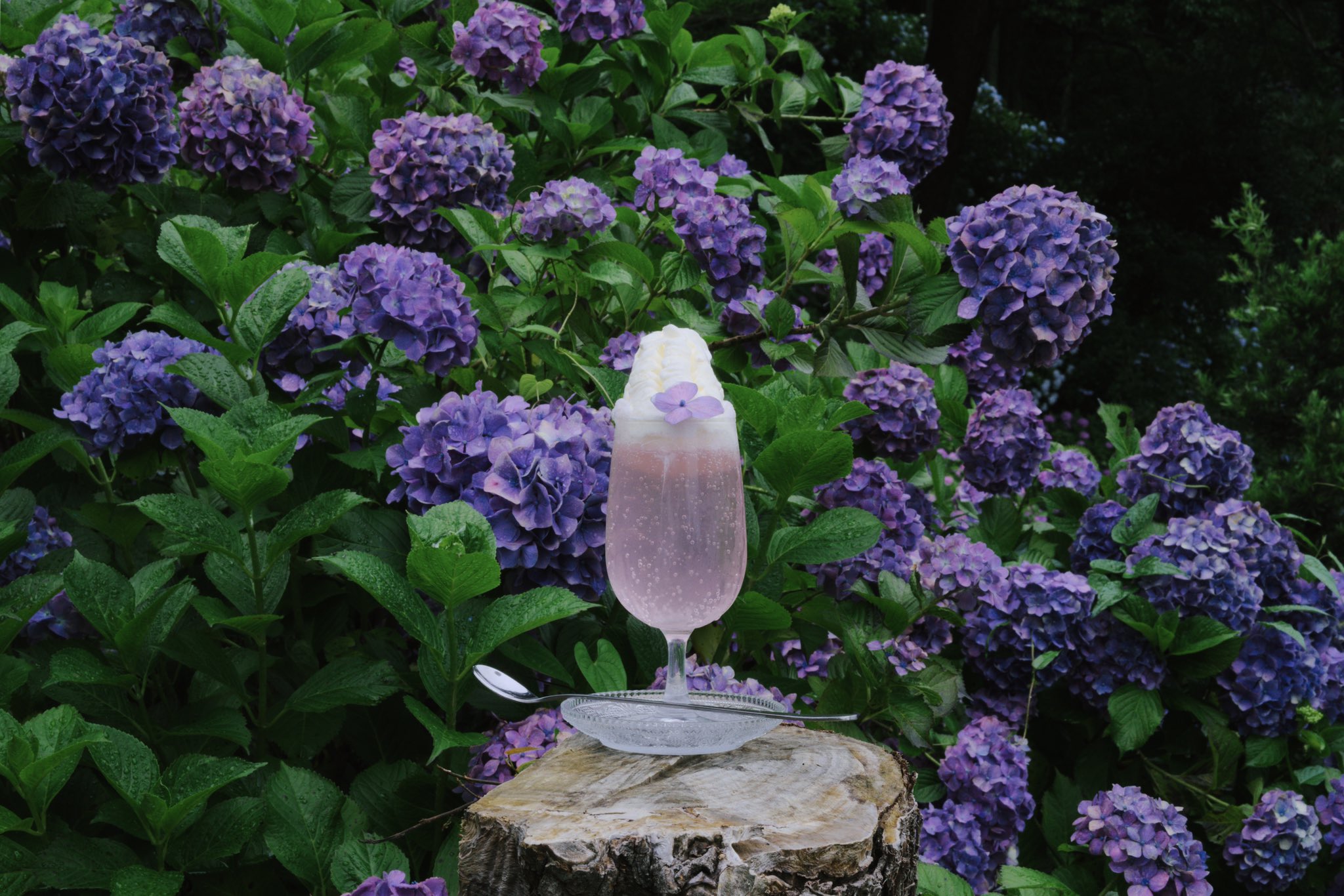 のこのこ。紫陽花リクエスト７点 VRCワールド巡り 紫陽花岬 -CAPE HYDRANGEA-｜nikobeth