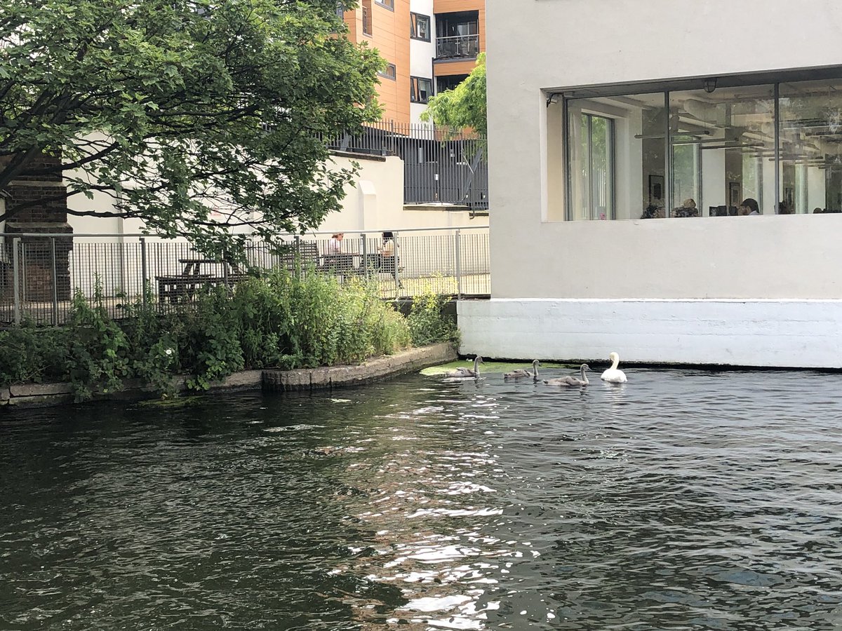 Guinnessisgd4u's tweet photo. Mini swans spotted on the canal on the way to @MOLArchaeology 
#NotDucks https://t.co/tIIIlfnDRR