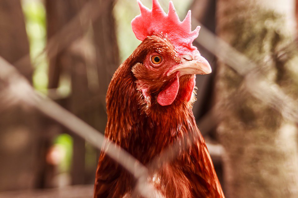 ZoolacPropaste's tweet photo. Wist u dat het risico op een bloedluisplaag aanzienlijk toeneemt bij temperaturen van +25°C? Meer weten over de gezondheidsrisico's van bloedluis op uw kippen? Lees dan nu onderstaand artikel!
 
#bloedluis #fiprotec #warm #Weer #kippen #biosecurity
   
https://t.co/eZIVp1DzC8 https://t.co/Pxo22Mls1l