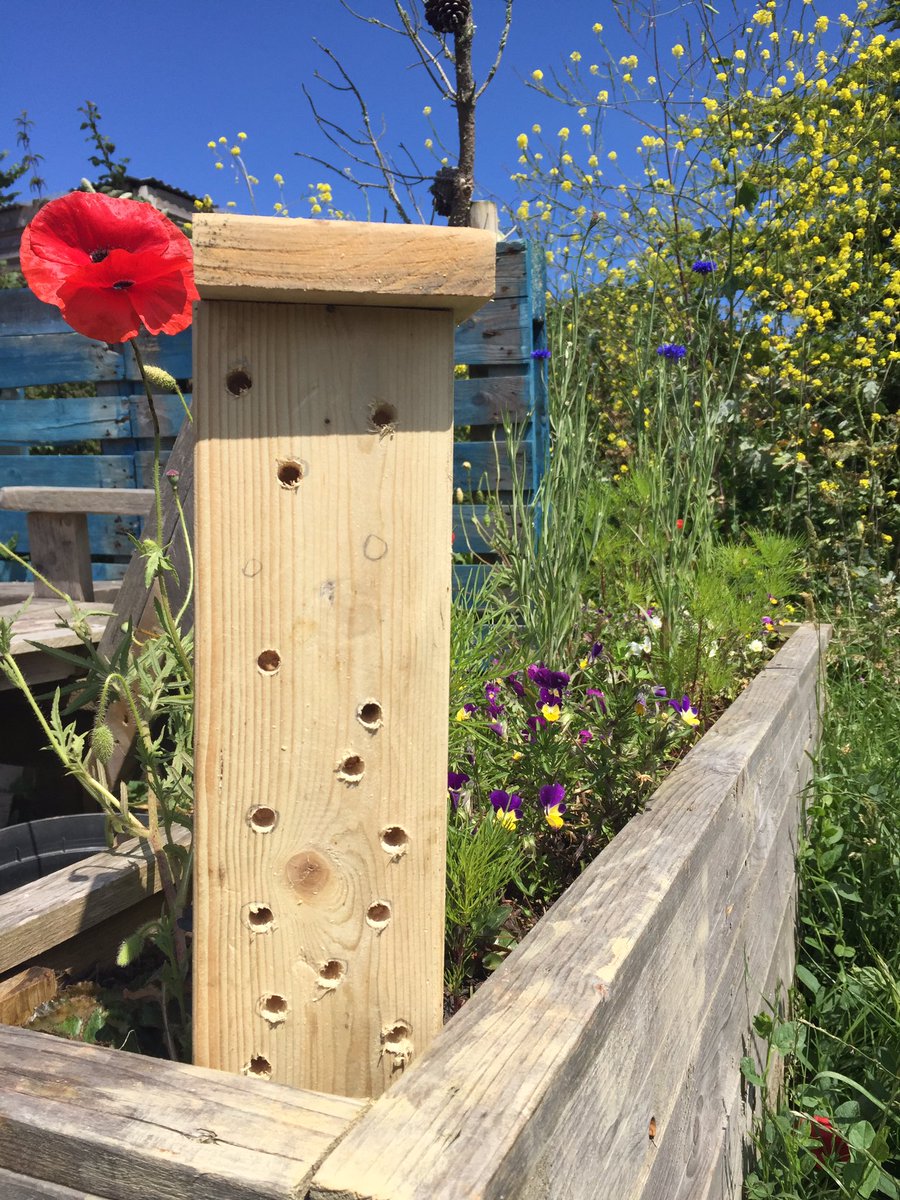 Our Interns are practicing their woodworks skills by making Solitary Bee houses for #Solitarybeehour during #SolitaryBeeWeek Nice to get crafty and do our bit for Bee Conservation. Finished product coming soon. 🐝🐝🌼☀️ @GrowWildUK #wildlifegarden #bees