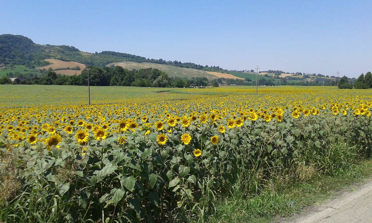 Gianmarcomacpez's tweet image. Oggi #iocorroqui circondato dal giallo intenso dei girasoli.. 12km tra i colli di valsamoggia #sunflower forever #2luglio #runlovers