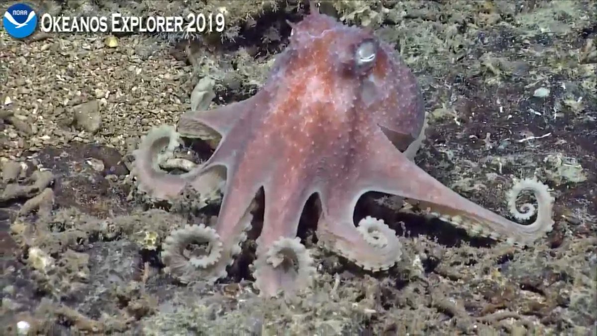 BEAMS_Doc's tweet photo. A great ROV dive from the Okeanos Explorer yesterday! These pics are from a large Scarp area of the Blake Plateau off the SC coast, >700m water depth. https://t.co/xzxvp7Qoa6