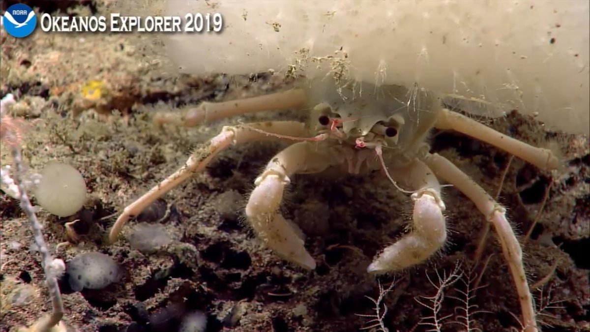 BEAMS_Doc's tweet photo. A great ROV dive from the Okeanos Explorer yesterday! These pics are from a large Scarp area of the Blake Plateau off the SC coast, >700m water depth. https://t.co/xzxvp7Qoa6