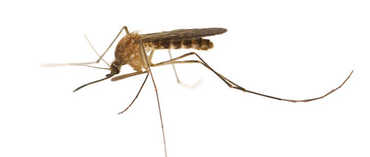 LBKMoms's tweet photo. Join LMB and the @TexasDSHS and #DeclareWARonMosquitoes by Wearing long sleeves and pants, Applying EPA-approved repellant and Removing standing water!
https://t.co/4YjXxd3PPP
#DeclareWARonMosquitoes #ad #sponsored #lubbockmomsblog #texasdshs
https://t.co/158cbkwxGv https://t.co/hGoJ8AmnFi