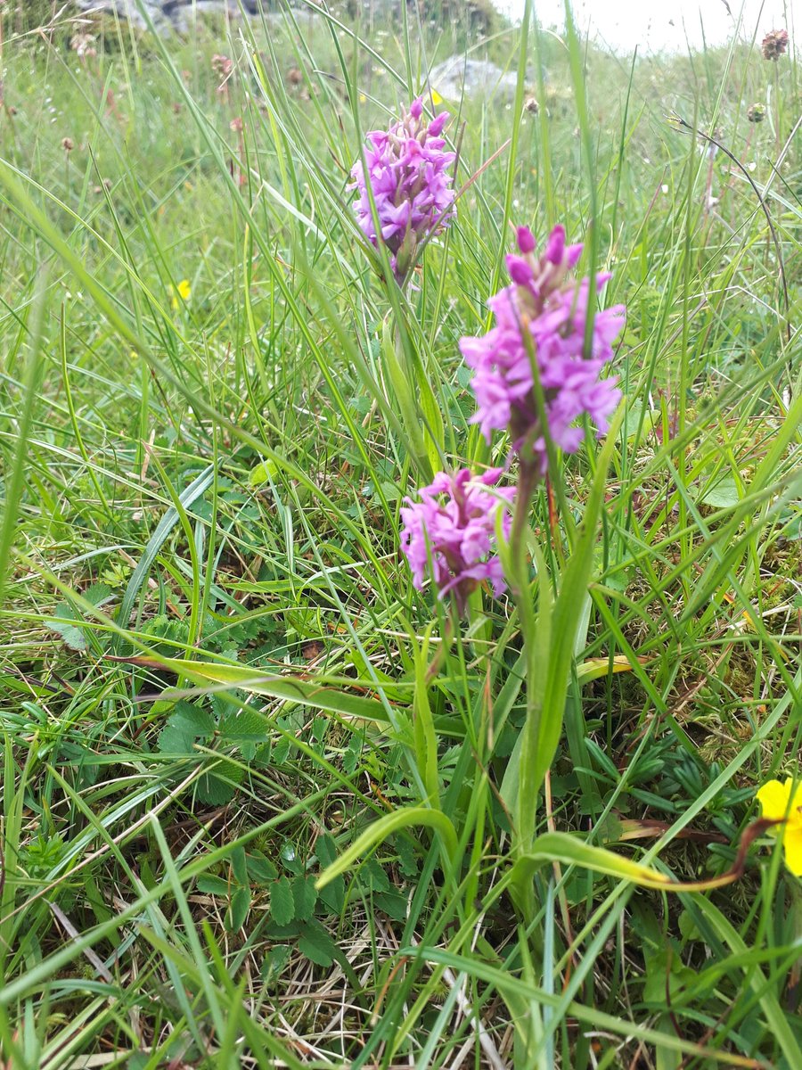 Lovely butterfly walk <a href="/YorksWildlife/">Yorkshire Wildlife Trust - follow us on Bluesky 🦋</a> Brae Pasture, Ribblesdale and <a href="/IngleboroughNNR/">Ingleborough NNR</a> High Brae with <a href="/NEYorksNLincs/">Natural England Yorkshire and North Lincolnshire</a> Colin Newlands &amp; Kay, with lots of Northern Brown Argus seen, two stunning Wood Tigers and stunning Chalk Fragrant Orchids.