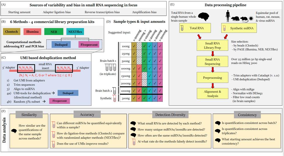 mirnas22's tweet photo. Interested in #smallRNA? Check out @LieberInstitute's new publication @BMC_series #BMCGenomics! 🎉 We found major differences in commonly used #rnaSeq #miRNAseq methods for #miRNA and #isomiR quantifications. https://t.co/rGTuCAnsOO https://t.co/L9IEnMvGTJ