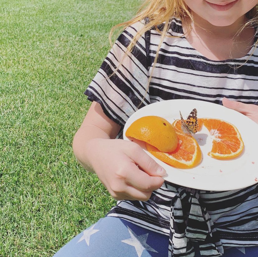 SamanthaSimard1's tweet photo. I can remember releasing butterflies in my own Grade 1 class and what a special thing it was to do it with my own group this year... 🥰 https://t.co/3DEiQtboRV