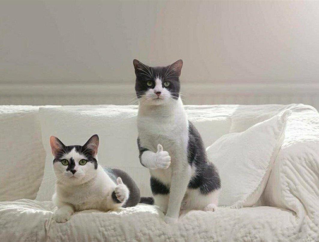 ughsope_'s tweet photo. Yoongles knew we compares him to a cat.
Yoongles is a crackhead in weverse.
Yoongles types in smol..
Yoongles vocals in LIGHT----Superb!!
Yoongles is Yoongles.. and i love him.. :( #SUGA #YOONGI #BTS #LIGHTMV @BTS_twt goodnight! ( ◜‿◝ )♡ https://t.co/ku1uY5EkBC