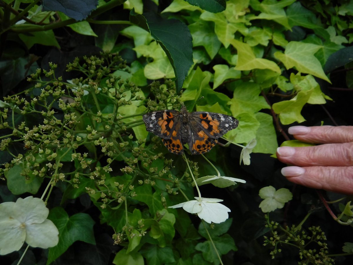 lilycroft's tweet photo. Today we released our Painted Lady Butterflies #365dayswild https://t.co/FDVXwrCAH3