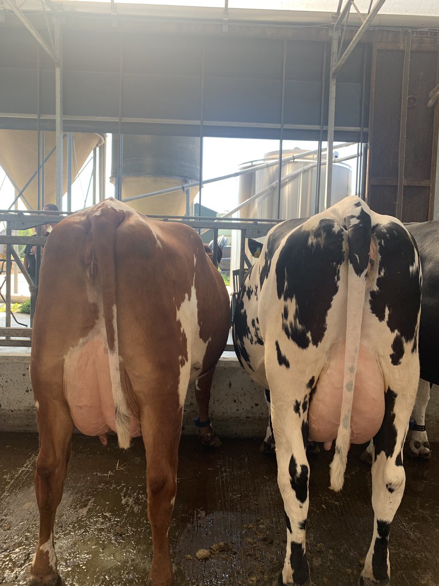 JfLivestock's tweet image. 3 way cross , 1st lactation photo doesn’t do them justice beauty’s . #procross