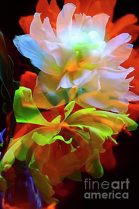 photographervin's tweet photo. New artwork for sale! - "MOMENT of JOY." - https://t.co/IRJpAx8GpJ @shoppixels https://t.co/lQoXxRfL0b