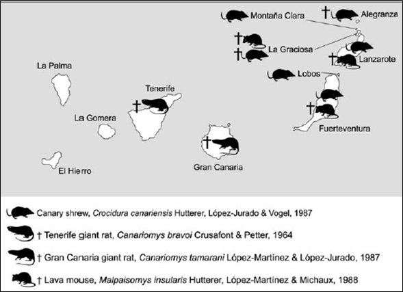 Solo llegaron a poblar, seguramente por cercanía, las islas Canarias. Tres de ellos roedores (extintos) y un sorícido que sobrevive en las islas orientales, Fuerteventura y Lanzarote y algunos islotes.Figura de Masseti, M. 2010. Mammals of the Macaronesian islands [...]