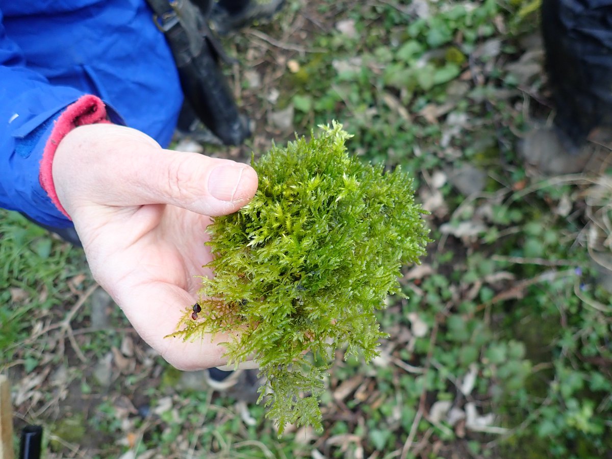 cofnod's tweet photo. Cofnod with be joining forces with @North_Wales_WT @HCBirding for a #RecordersDay at Traeth Lligwy (Anglesey) tomorrow (3rd July 2019). As a wildlife recorder you'd be very welcome to come and join us 10:00 at SH492873 carpark. Should be an interesting day! π @AngleseyFlora https://t.co/HNuACN9kFf