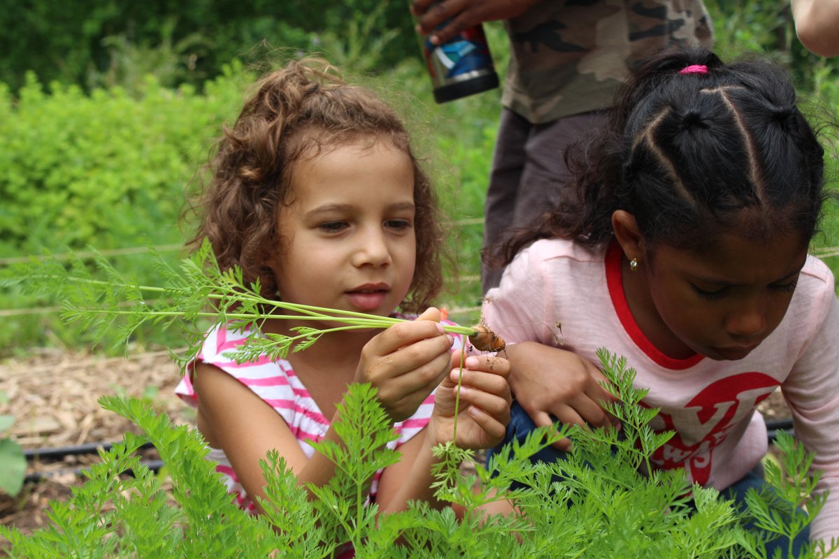 There's nothing like the feeling of pulling your own carrot! 

#growinggreendreams