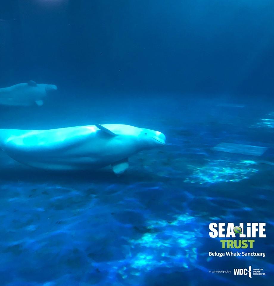 Sea Shepherd Op 404 tweet media