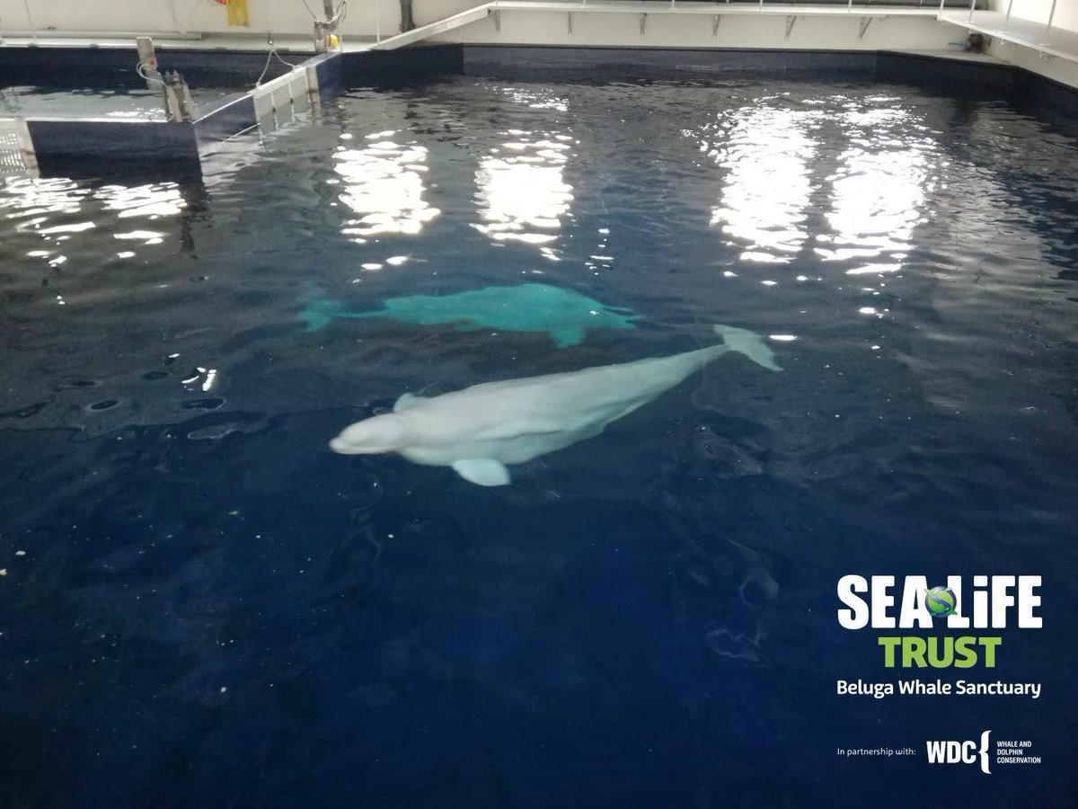 Sea Shepherd Op 404 tweet media