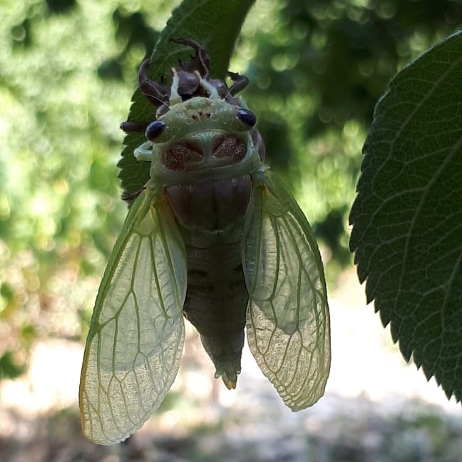 Petite cigale et sortie de terre et à grimpé sur sa petite branche. Elle a mué pour commencer sont chant sous le soleil de Provence.